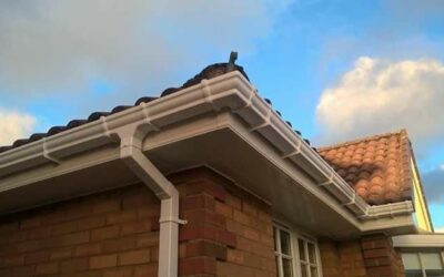 Damp Patch High on the Wall? Why It’s Usually the Roof, Not Rising Damp